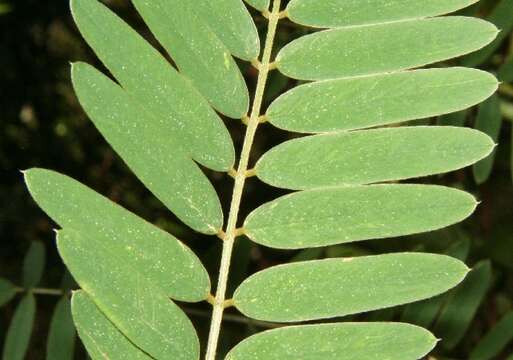 Image of Tephrosia multifolia Rose