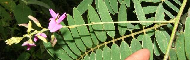 Imagem de Tephrosia multifolia Rose