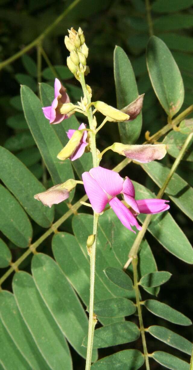 Imagem de Tephrosia multifolia Rose