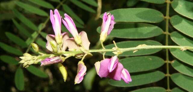 Imagem de Tephrosia multifolia Rose