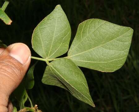 Image of Rhynchosia quercetorum Standl.