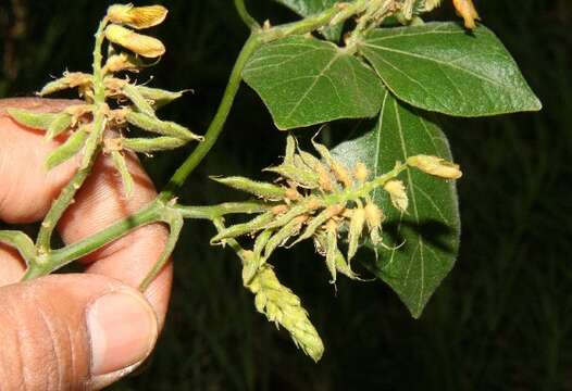 Image of Rhynchosia quercetorum Standl.