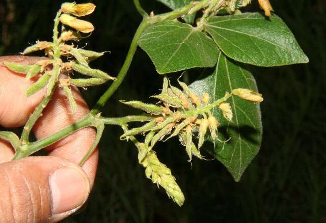 Слика од Rhynchosia quercetorum Standl.