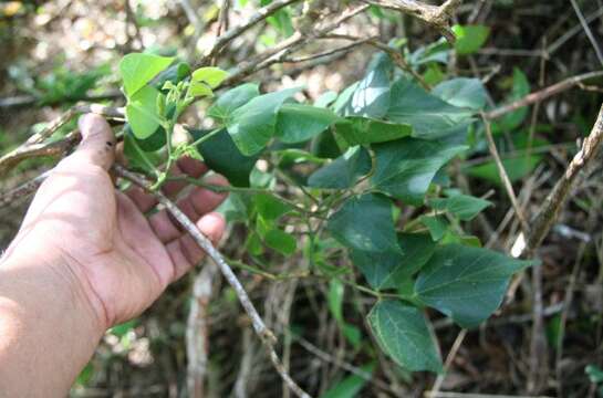 Слика од Rhynchosia quercetorum Standl.