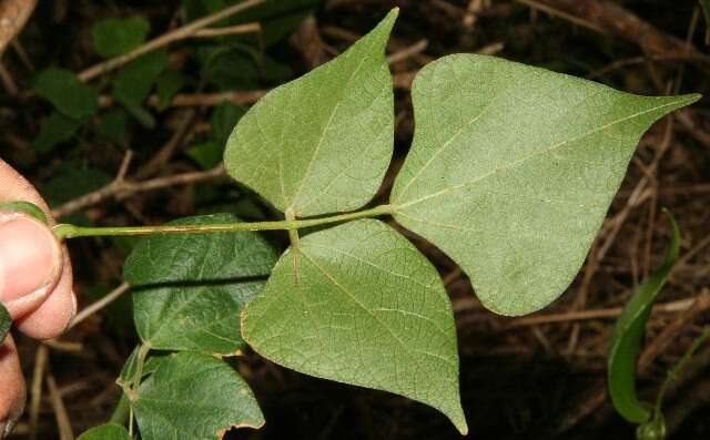 Слика од Rhynchosia quercetorum Standl.