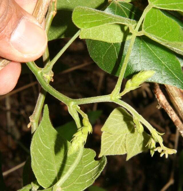 Слика од Rhynchosia quercetorum Standl.