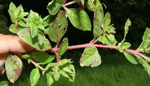 Image of Colombian Waxweed