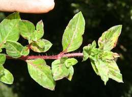 Image of Colombian Waxweed