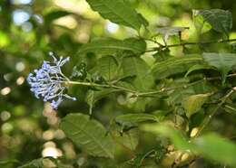 Image of Faramea multiflora A. Rich.