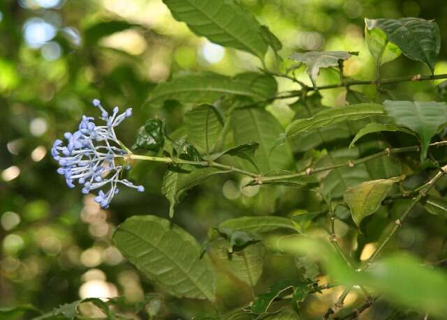 Image of Faramea multiflora A. Rich.