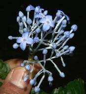 Image of Faramea multiflora A. Rich.