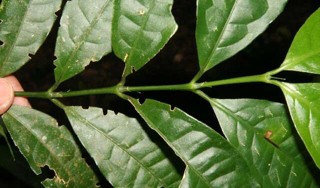 Image of Faramea multiflora A. Rich.