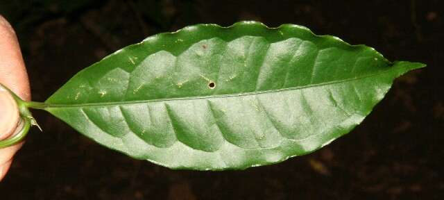 Image de Faramea multiflora A. Rich.