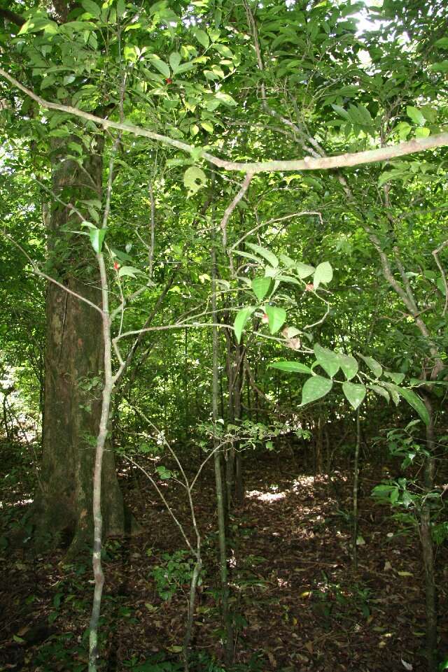 Image of Heisteria macrophylla Oerst.