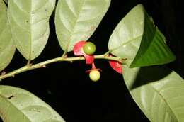 Image of Heisteria macrophylla Oerst.