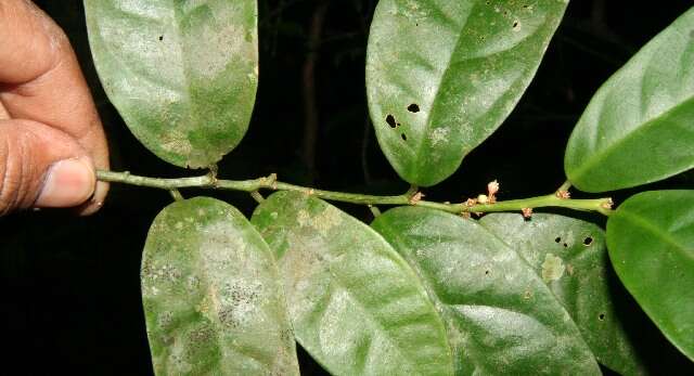 Image of Heisteria macrophylla Oerst.