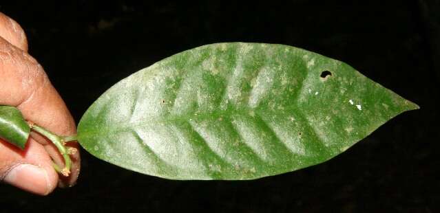 Image of Heisteria macrophylla Oerst.