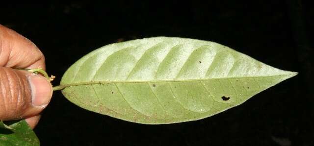 Image of Heisteria macrophylla Oerst.