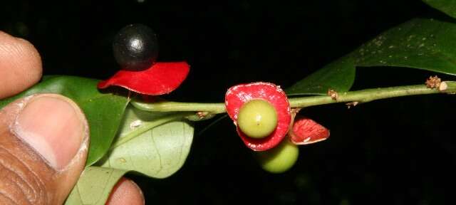 Image of Heisteria macrophylla Oerst.