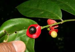 Image of Heisteria macrophylla Oerst.