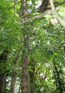 Image of Monstera tenuis K. Koch