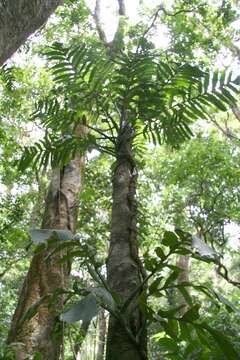 Image of Monstera tenuis K. Koch