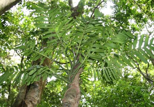 Image of Monstera tenuis K. Koch