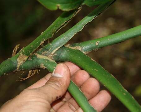 Image of Monstera tenuis K. Koch