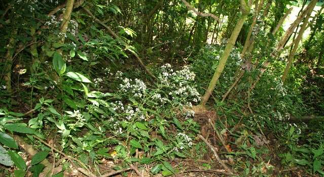 Image of Ageratina