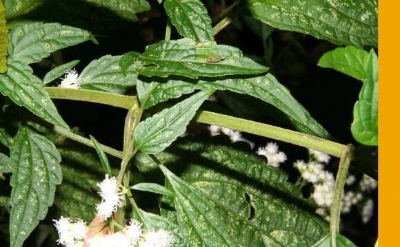 Image of Ageratina