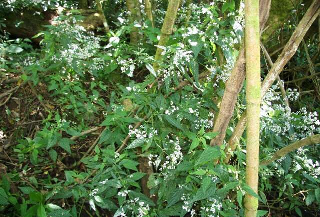 Image of Ageratina