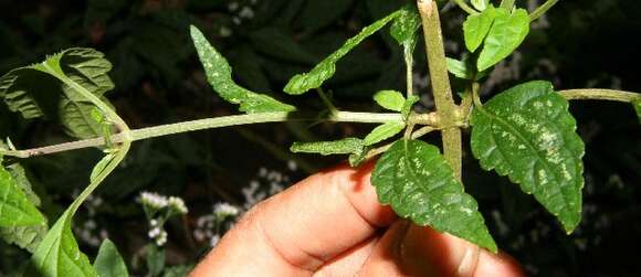 Image of Ageratina