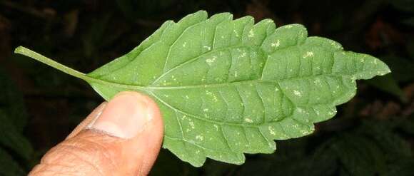 Image of Ageratina