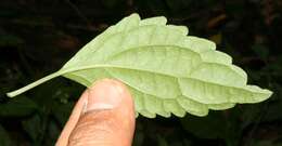 Image of Ageratina