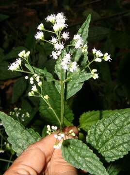 صورة Ageratina