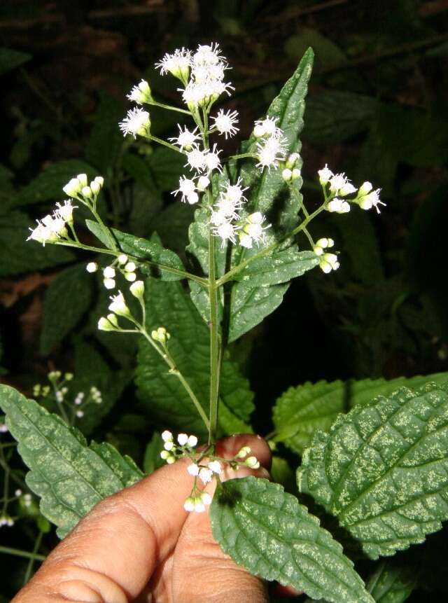 Image of Ageratina