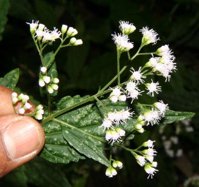 Image of Ageratina