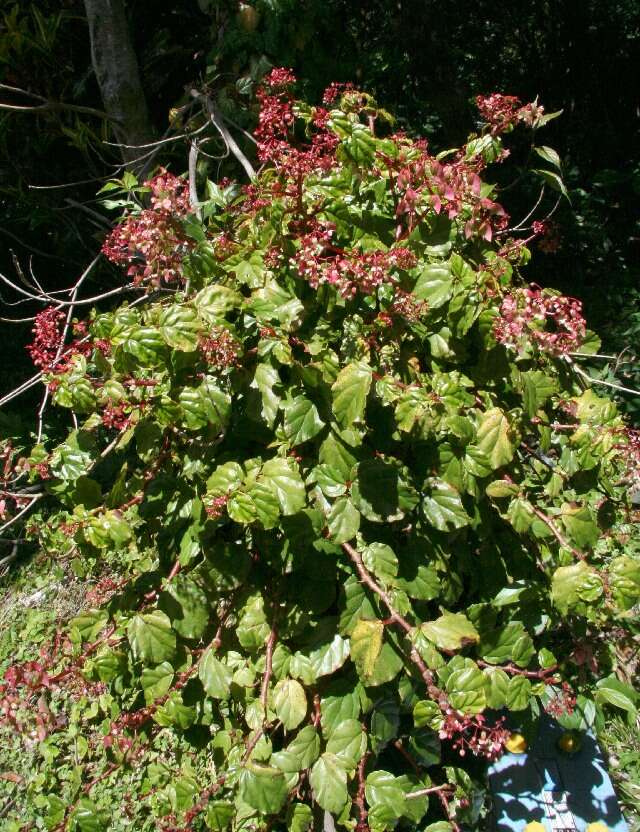 Image of Begonia glabra Aubl.