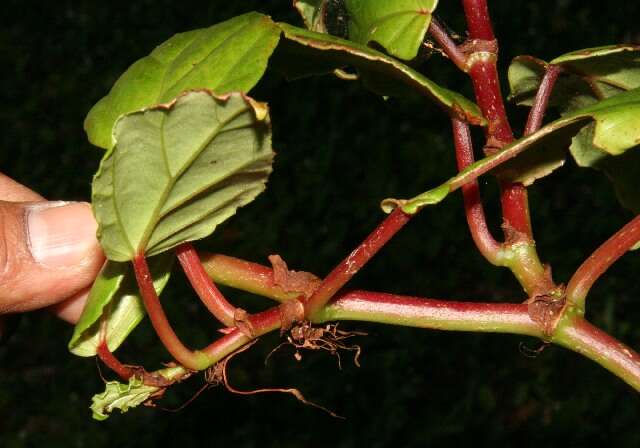 Image of Begonia glabra Aubl.
