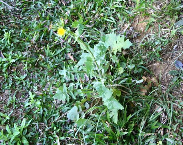 Image of common sowthistle