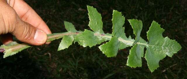 Image of common sowthistle