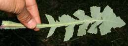 Image of common sowthistle