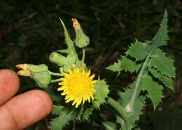 Image of common sowthistle