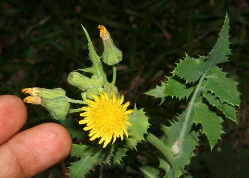 Image of common sowthistle