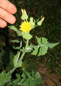 Image of common sowthistle