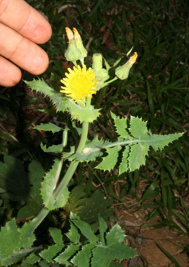 Image of common sowthistle