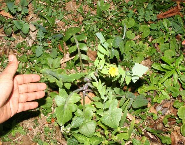 Image of common sowthistle