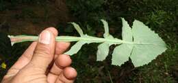 Image of common sowthistle