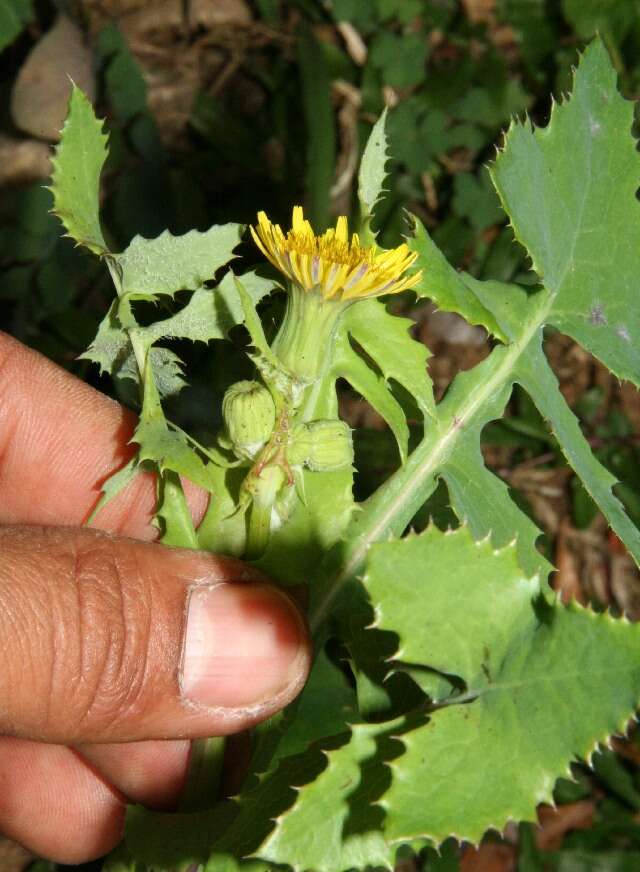 Image of common sowthistle