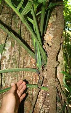 Image of Monstera tenuis K. Koch